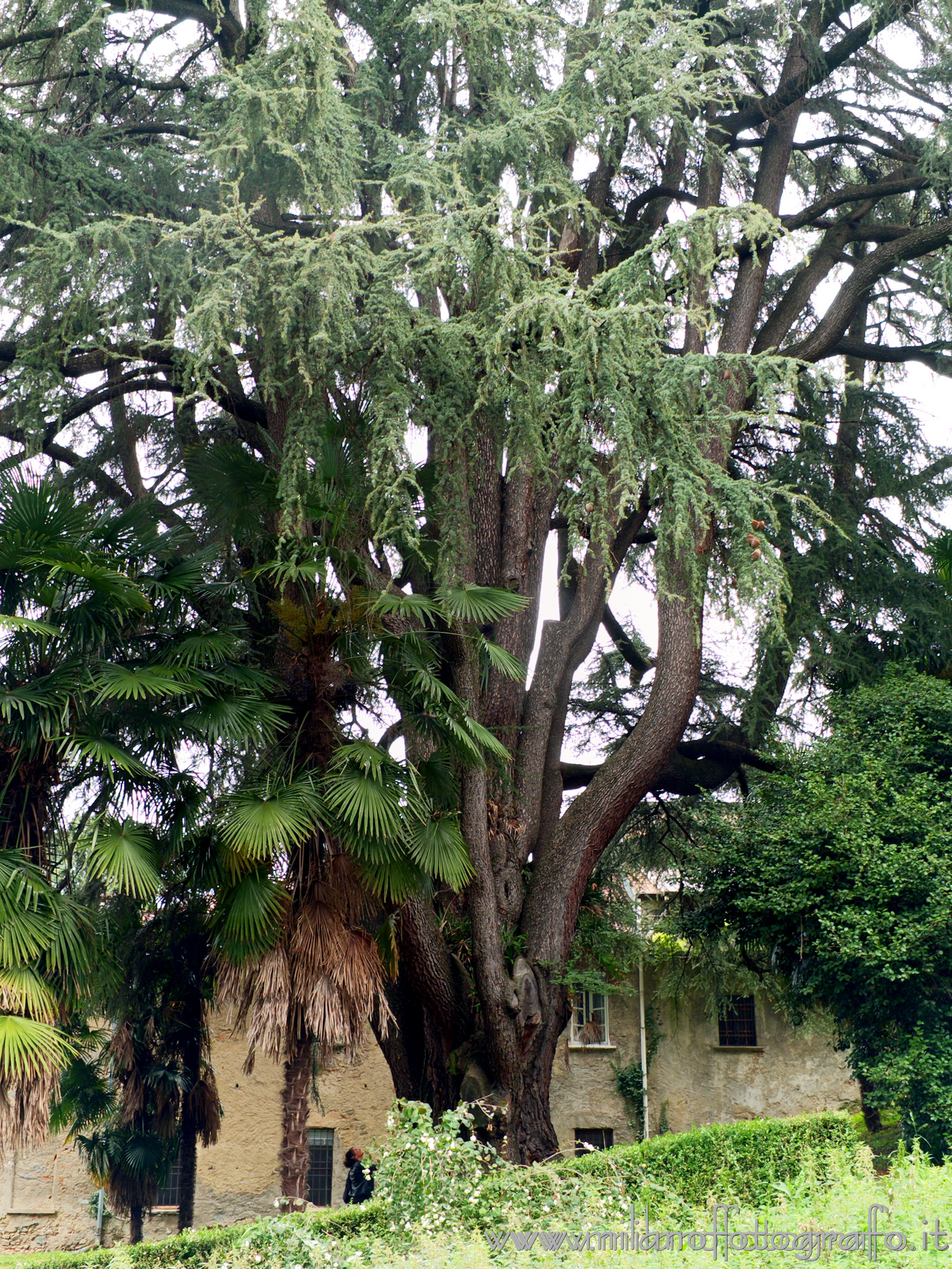 Sirtori (Lecco, Italy) - Monumental Cedrus atlantica in the park of Villa Besana